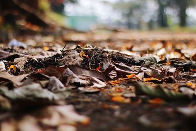 Close-up of dried leaves on fallen tree