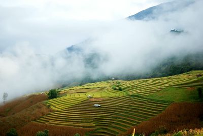 Scenic view of rice field against sky