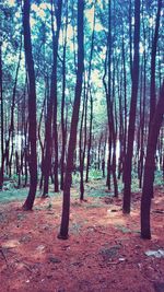 Trees on field in forest