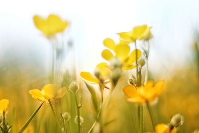 Close-up of yellow flowering plant on field