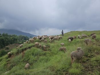 Scenic view of field against sky