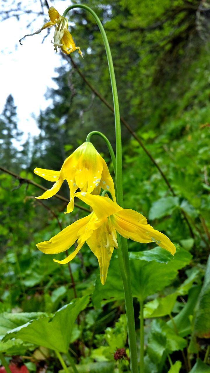 yellow, flower, freshness, growth, fragility, petal, focus on foreground, close-up, beauty in nature, flower head, nature, plant, leaf, blooming, green color, day, stem, outdoors, in bloom, selective focus