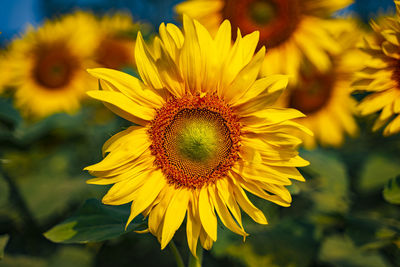 Close-up of yellow sunflower