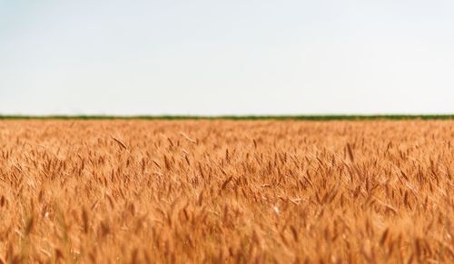 Wheat field against clear sky