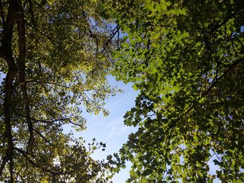 Low angle view of trees