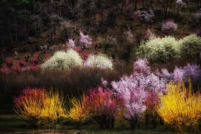 View of flower tree