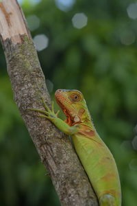 Close-up of a lizard on tree