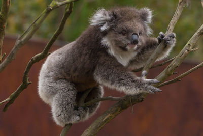 Close-up side view of an animal on stem