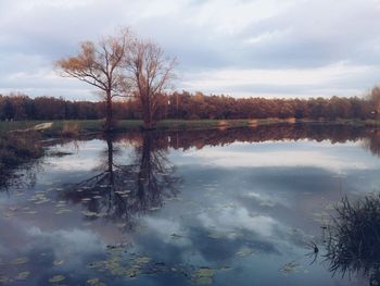 Reflection of trees in lake