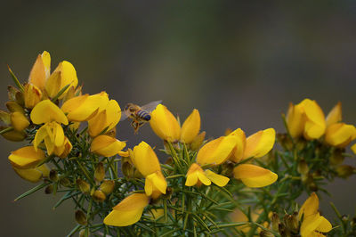 Close-up of white flowers