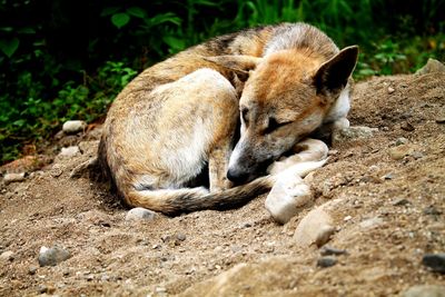 View of a dog sleeping on field