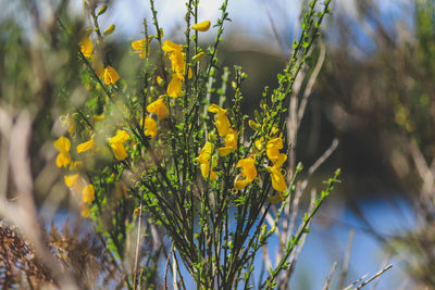 Close-up of yellow flowering plant on field