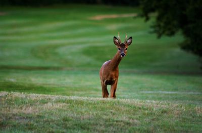 Portrait of deer standing on field