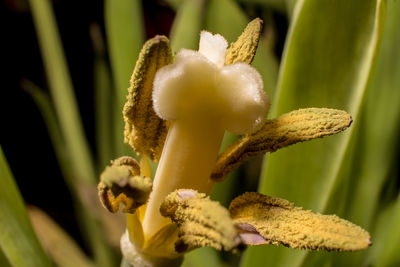 Close-up of flower