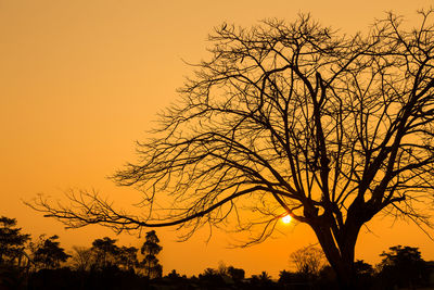 Low angle view of silhouette bare tree against orange sky