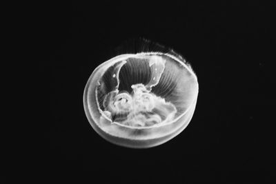 Close-up of jellyfish against black background