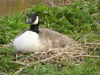 Close-up of duck on field