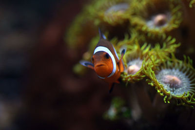 Close-up of fish