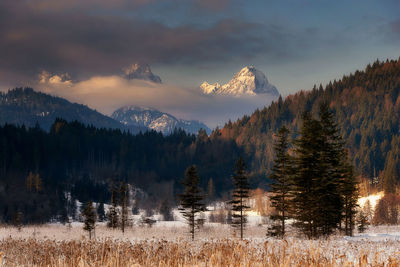 Panoramic view of pine trees on snowcapped mountain against sky