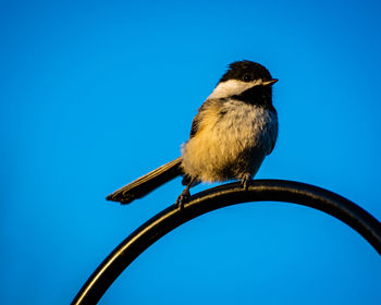 Low angle view of bird perching on metal against blue sky