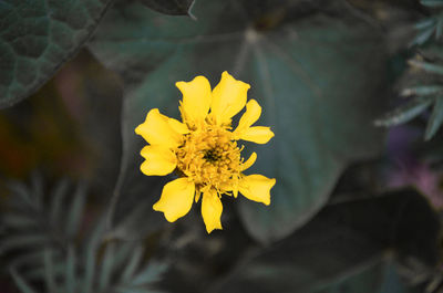 Close-up of yellow flowering plant