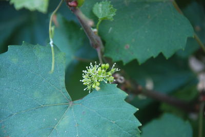 Close-up of flower plant