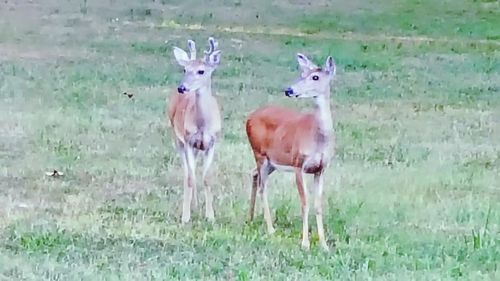 Portrait of deer standing on field