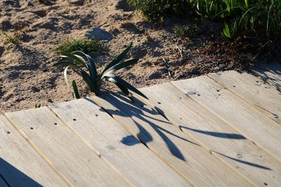 High angle view of a shadow of plants