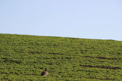 Scenic view of agricultural field against clear sky