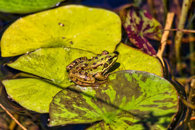 Close-up of frog on leaf in pond