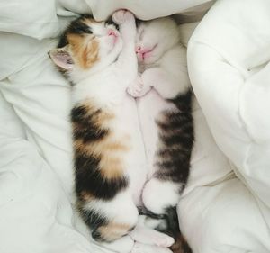 Directly above shot of kittens sleeping on bed at home