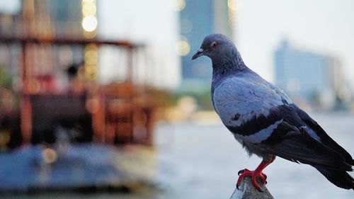 Close-up of pigeon perching on railing in city
