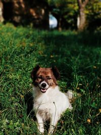 Portrait of a dog on field