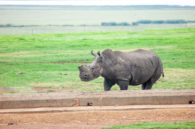 Side view of elephant standing on field