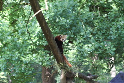 Monkey in a forest