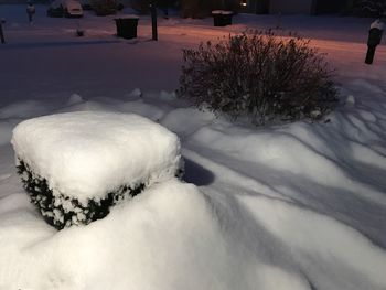 Snow on tree during winter