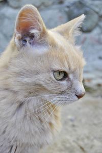 Close-up of a cat looking away