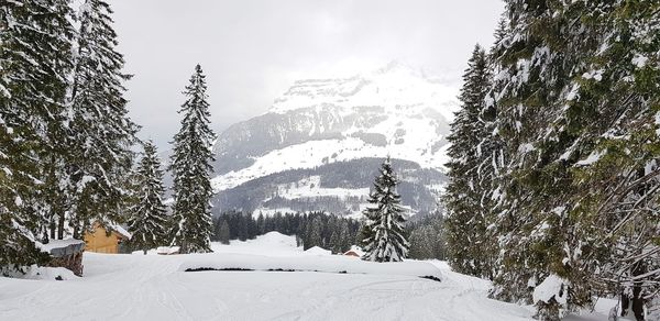 Snow covered trees by mountain against sky