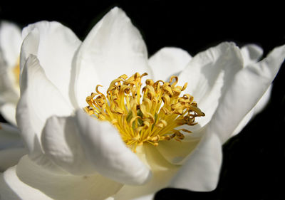 Close-up of white flower blooming against black background