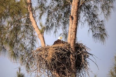 Low angle view of bird perching on tree against sky