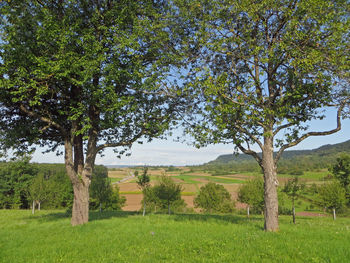 Trees on field against sky