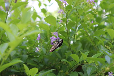 Butterfly pollinating on purple flower