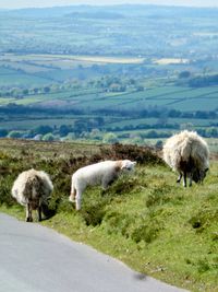 Sheep grazing by the roadside