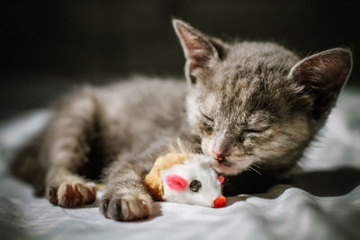 Close-up of kitten relaxing