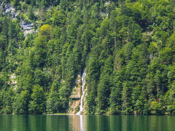 Scenic view of river amidst trees in forest