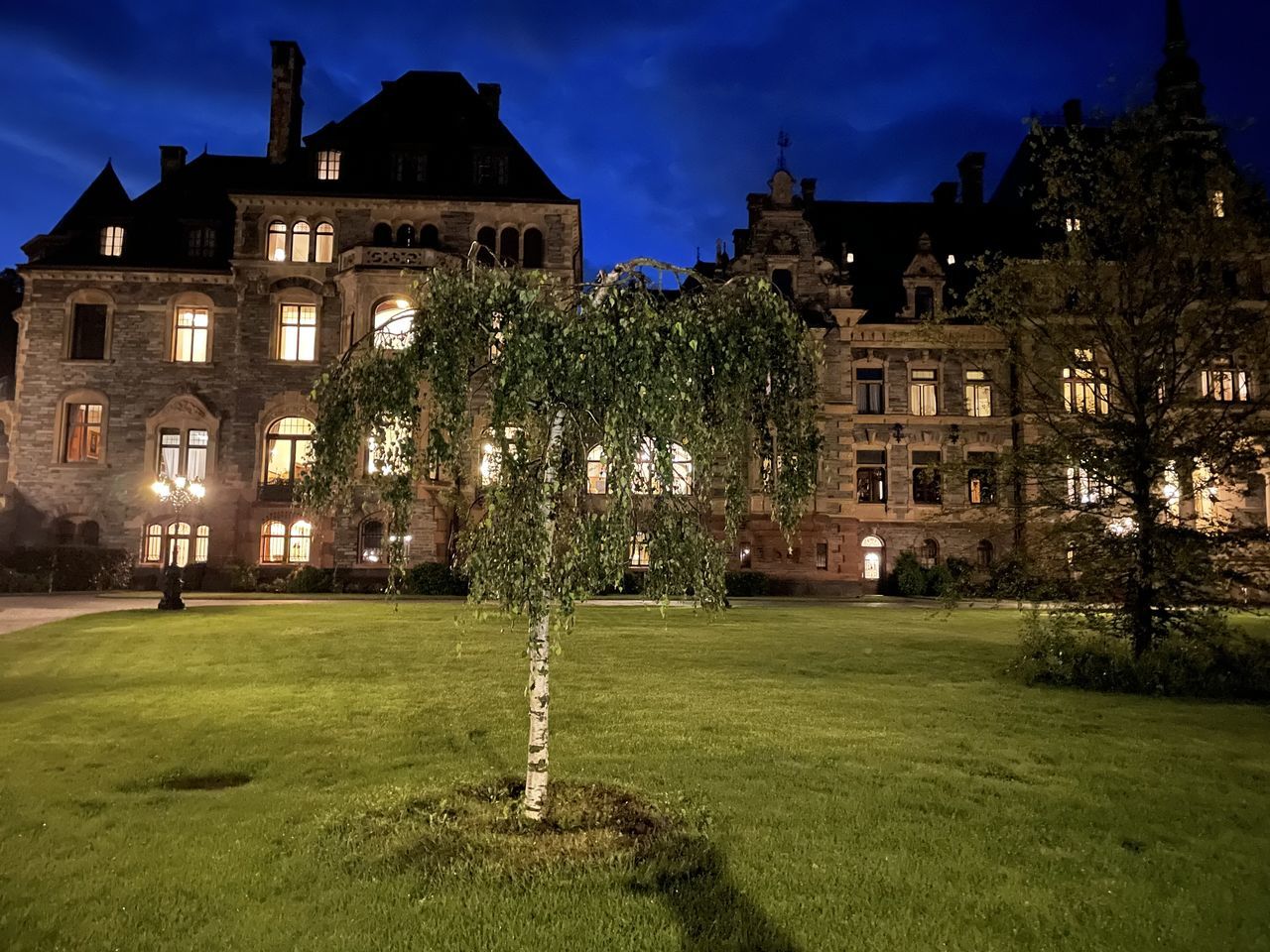 TREES GROWING IN LAWN AT NIGHT