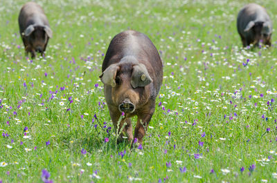 Pigs walking on land