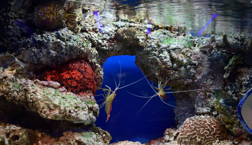 Close-up of coral swimming in sea