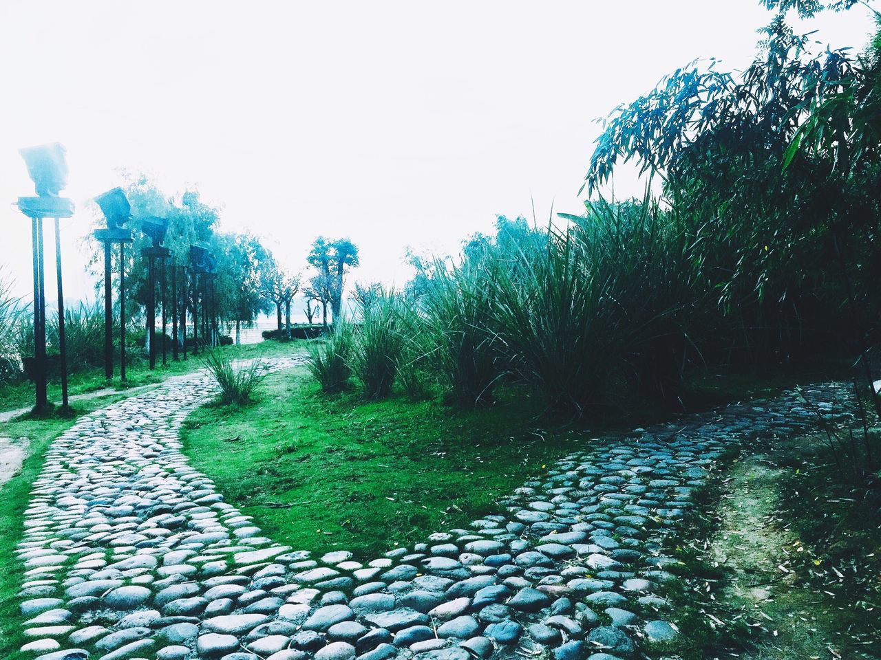 the way forward, tree, footpath, clear sky, diminishing perspective, walkway, pathway, road, cobblestone, vanishing point, tranquility, tranquil scene, growth, grass, park - man made space, empty, nature, street, paving stone, sky