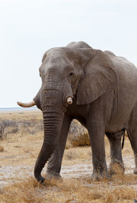 View of elephant on land